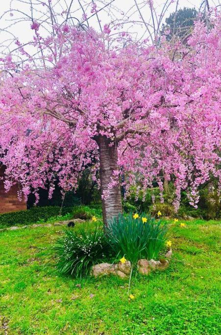 Blue Mountains Charm With Spa! Holiday home Wentworth Falls